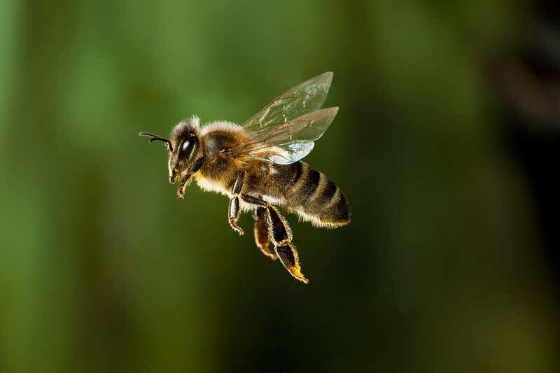 Fun Facts about Honey Bees — Seattle's Favorite Garden Store Since