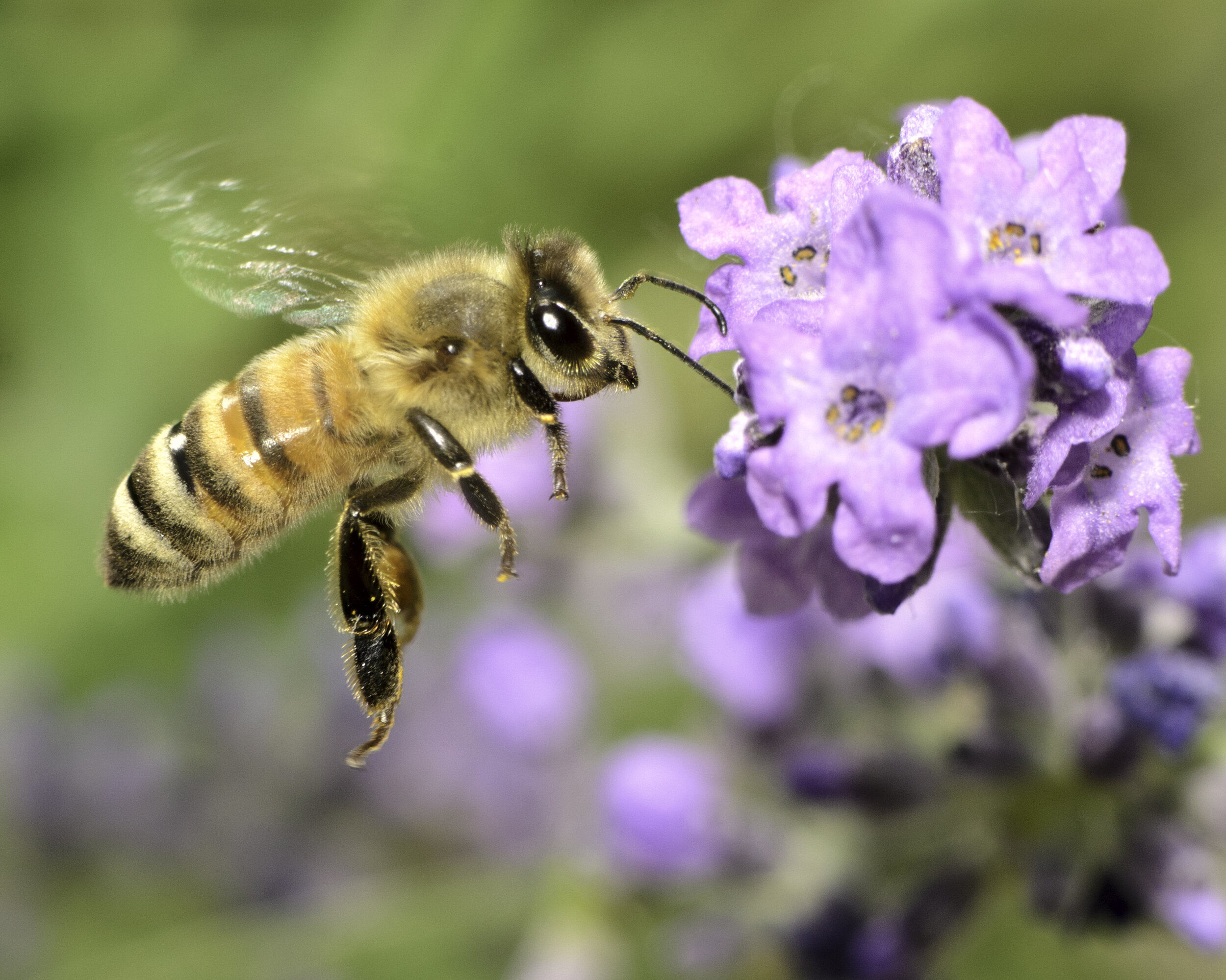 Fun Facts about Honey Bees — Seattle's Favorite Garden Store Since