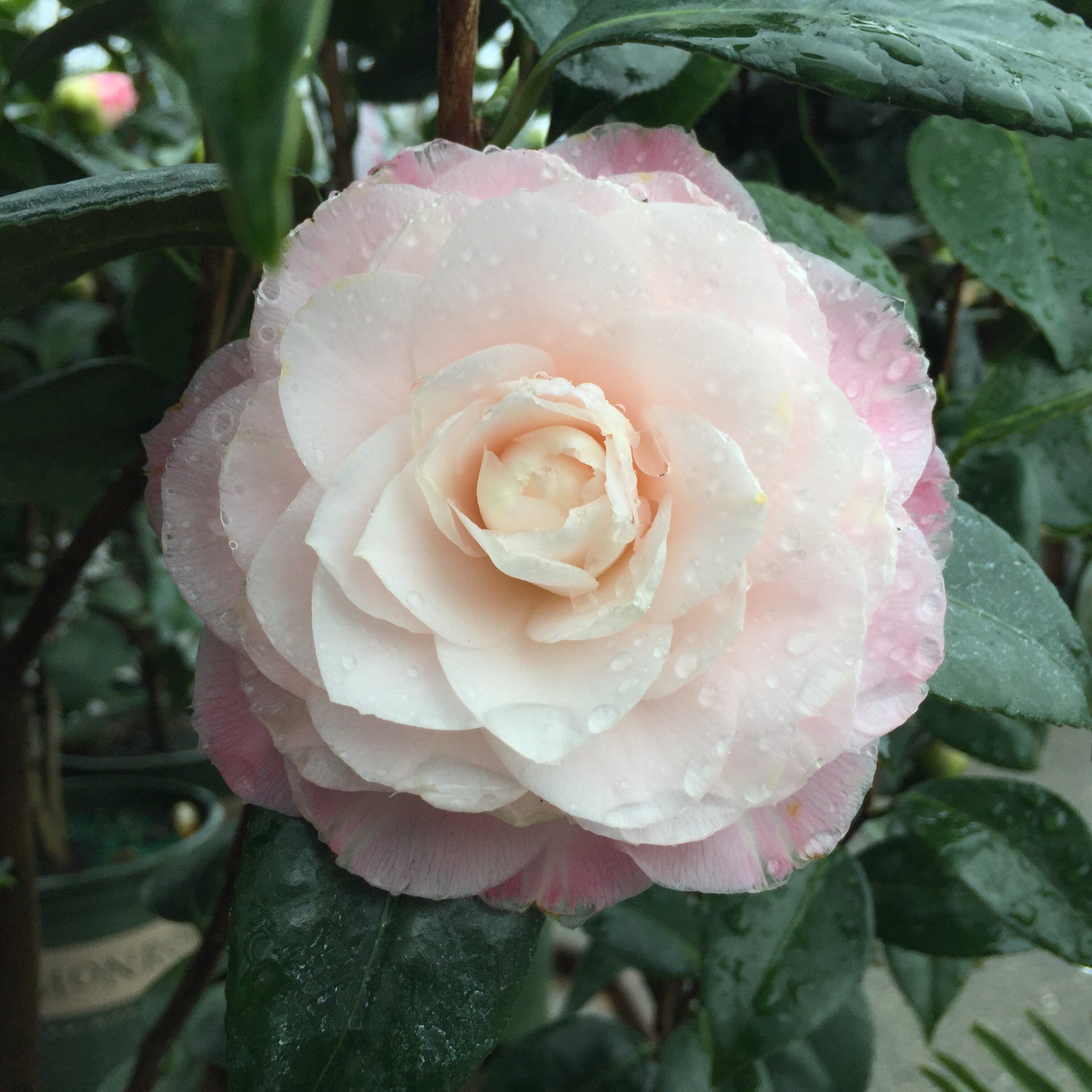 camellia nuccios pearl  (4).jpg