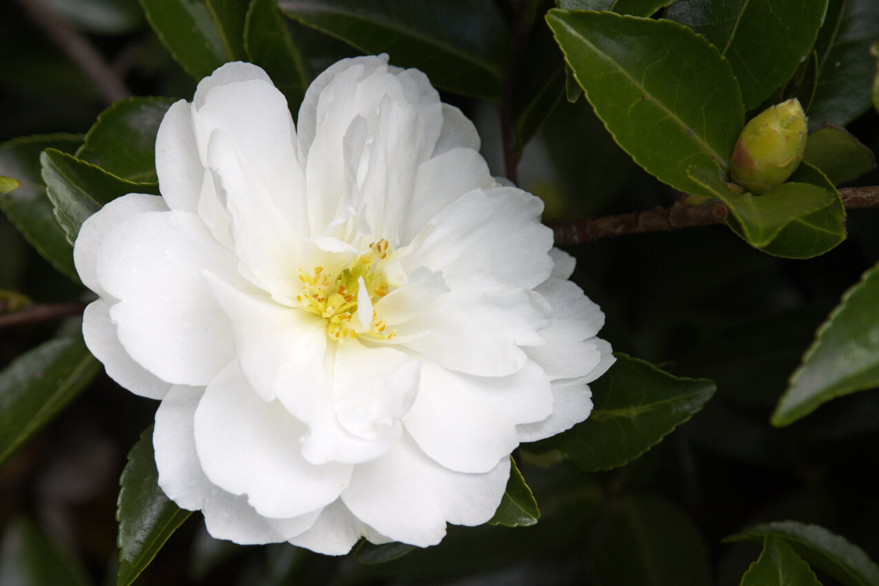 White Doves Camellia_Monrovia.jpg