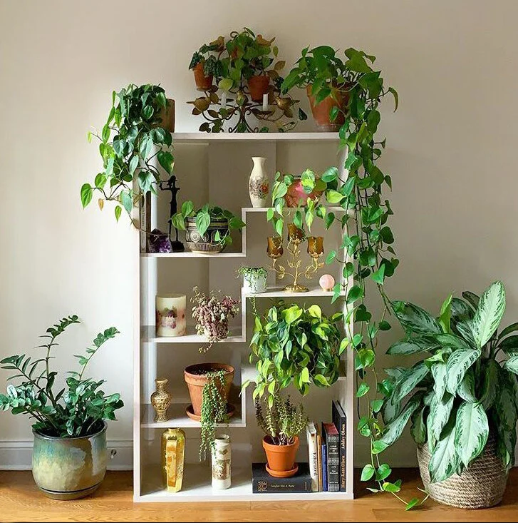 chicagogardener_plantshelfie.JPG