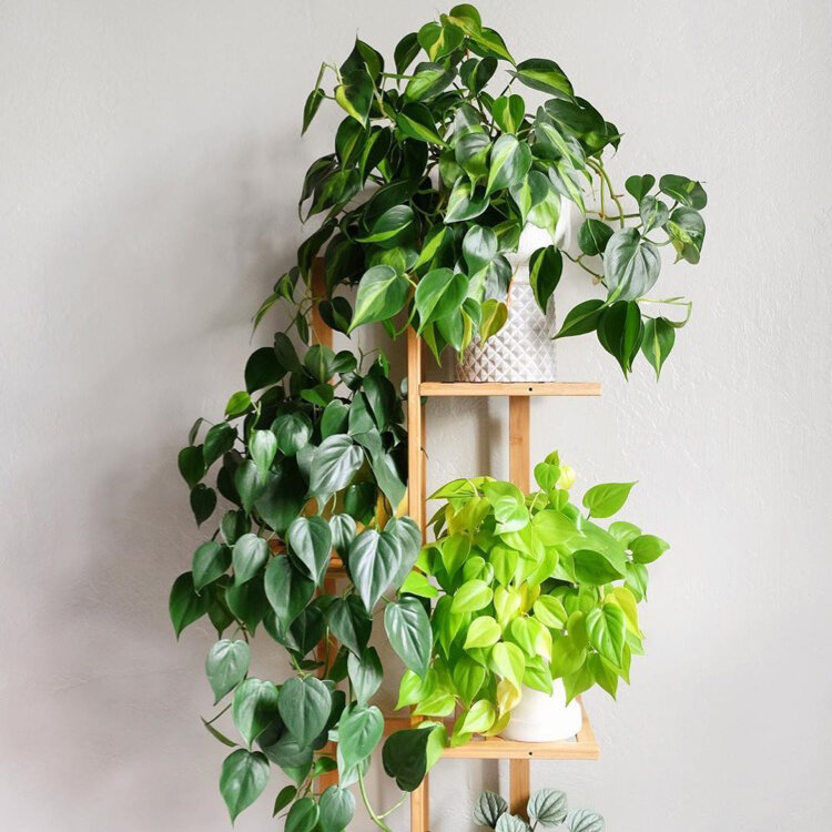 @greeneryandcoffee
