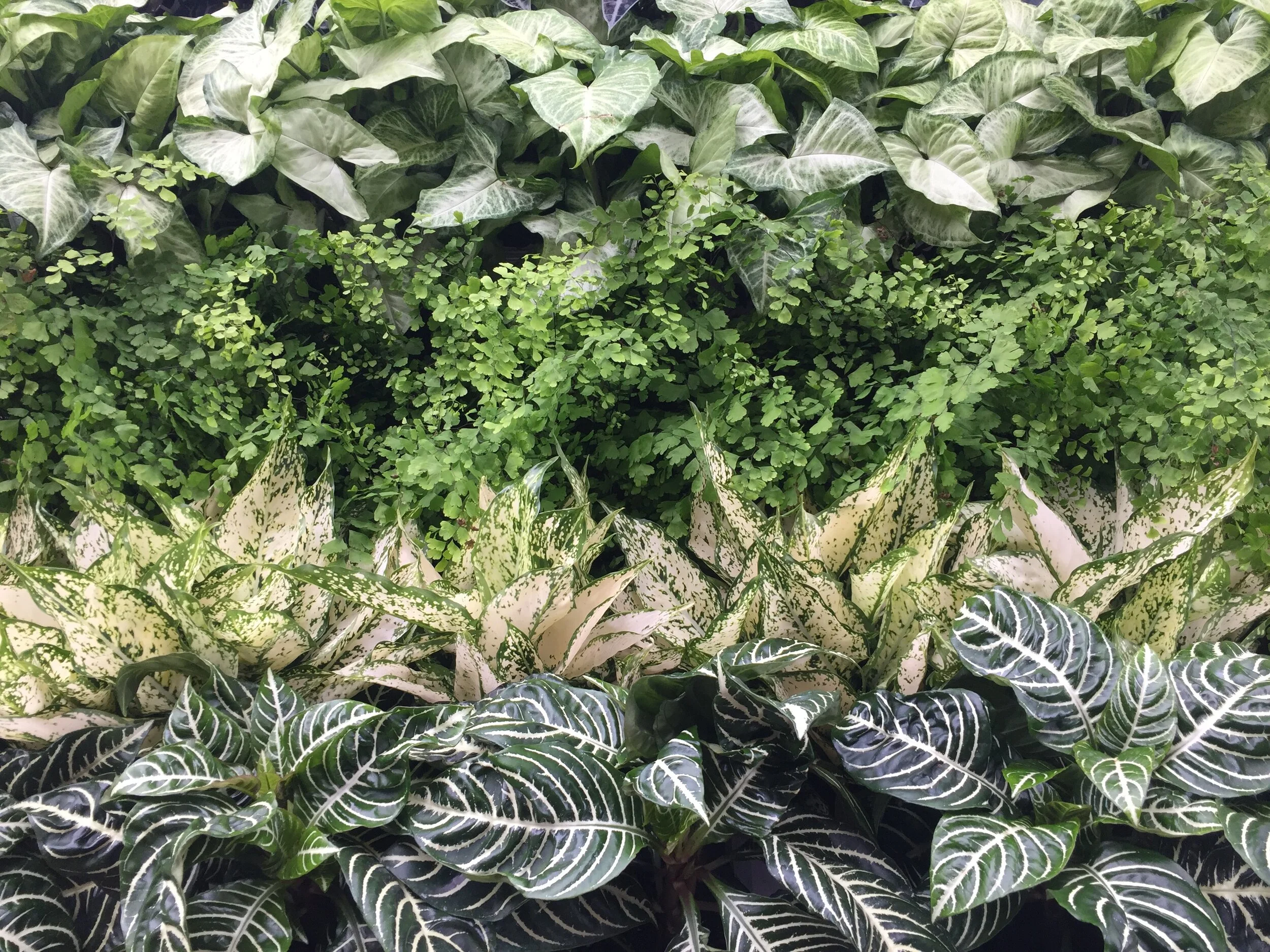 Indoor Plants — Seattle's Favorite Garden Store Since 1924 Swansons