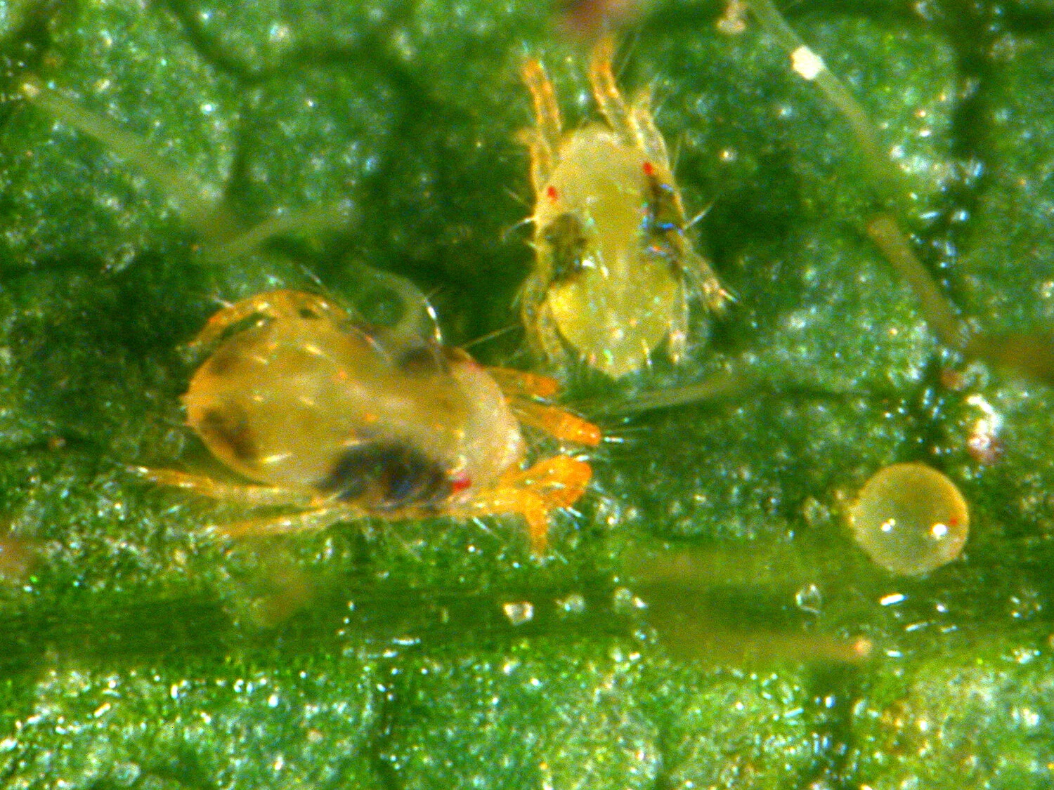What's Attacking My Houseplant? Common Indoor Plant Pests