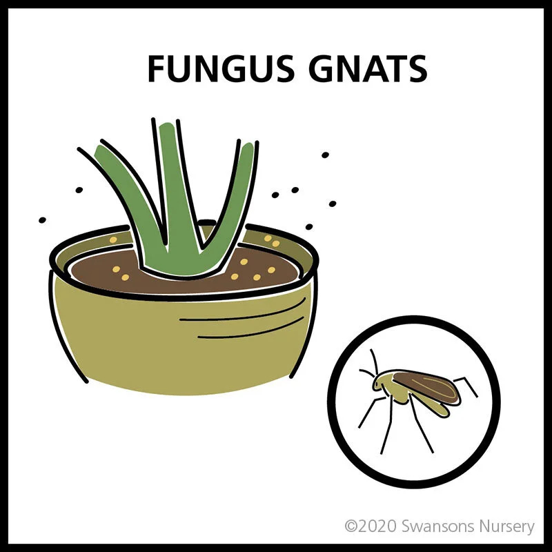 What's Attacking My Houseplant? Common Indoor Plant Pests. — Seattle's