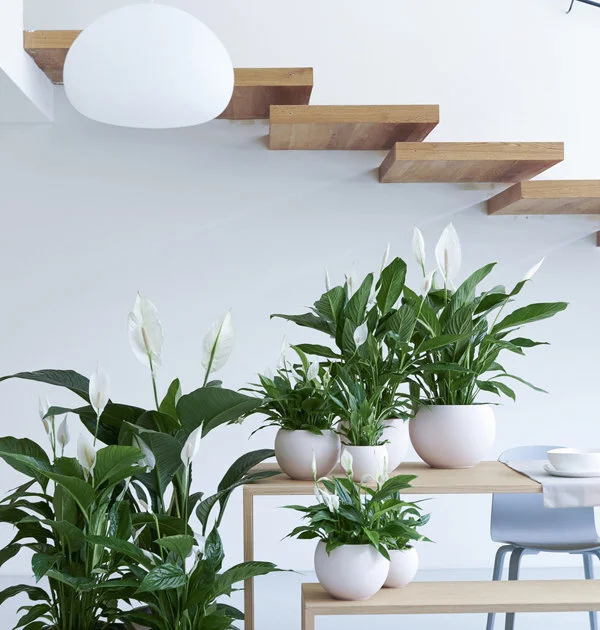 peacelily-joyofplants.uk.jpg