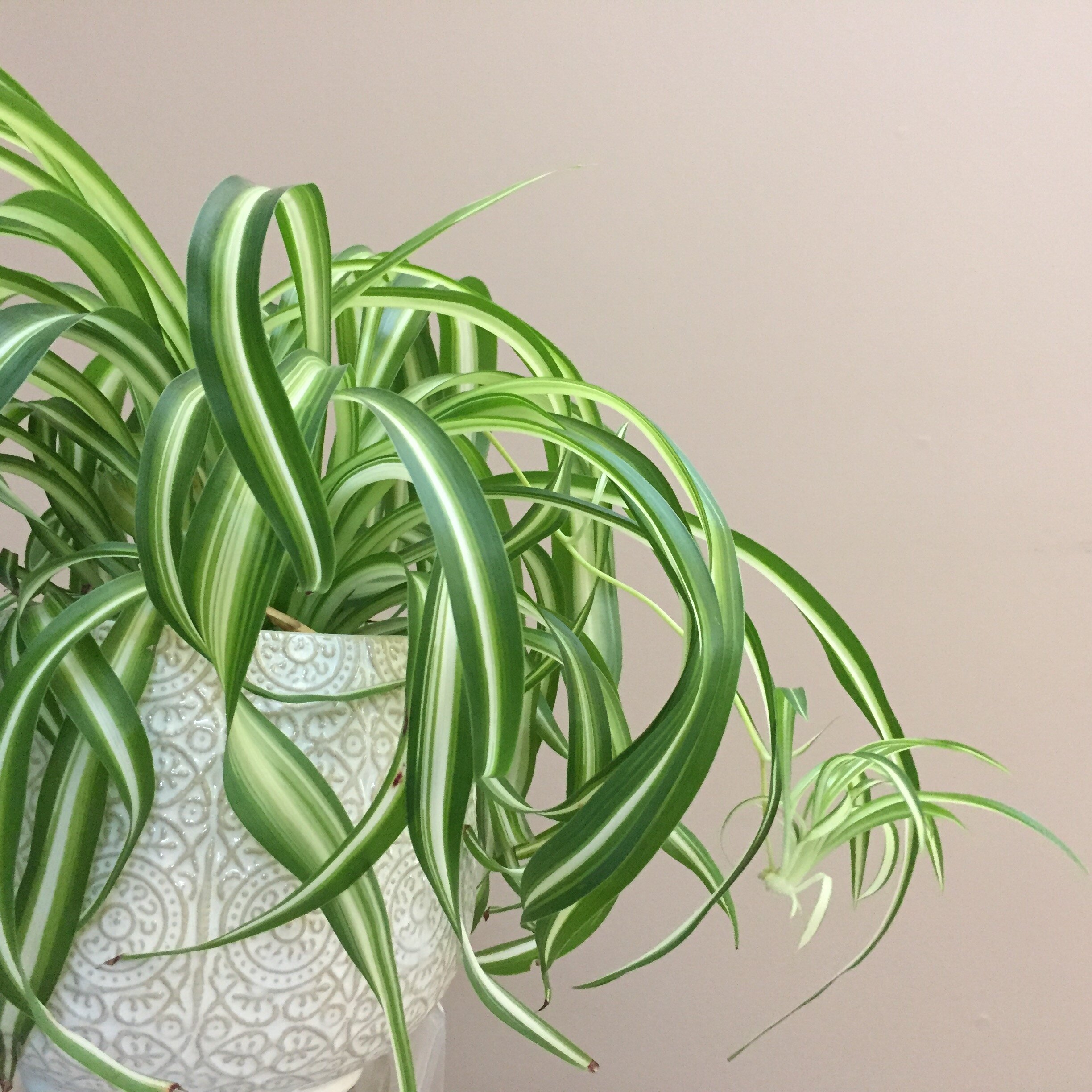 The Beginner's Houseplant Trick to Keep Your Plants Alive and