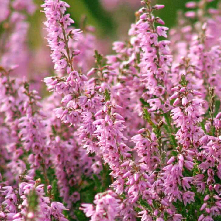 Pink Heather.jpg