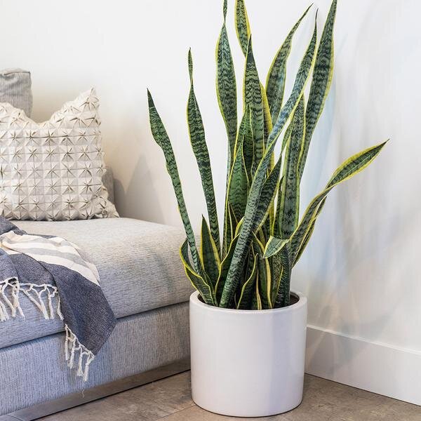 Sansevieria trifasciata var. laurentii