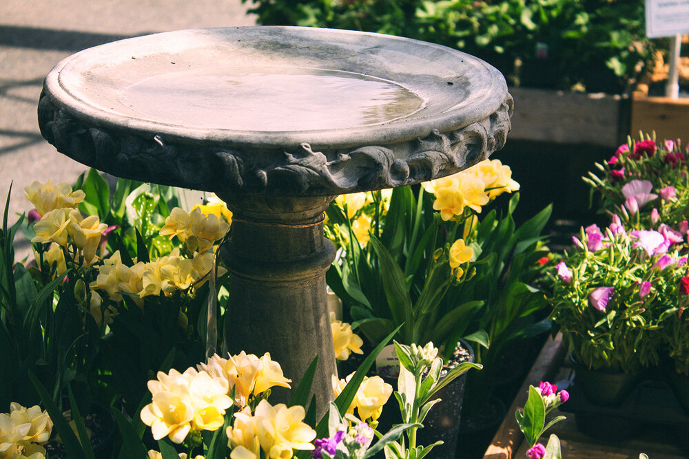 bird-bath.jpg