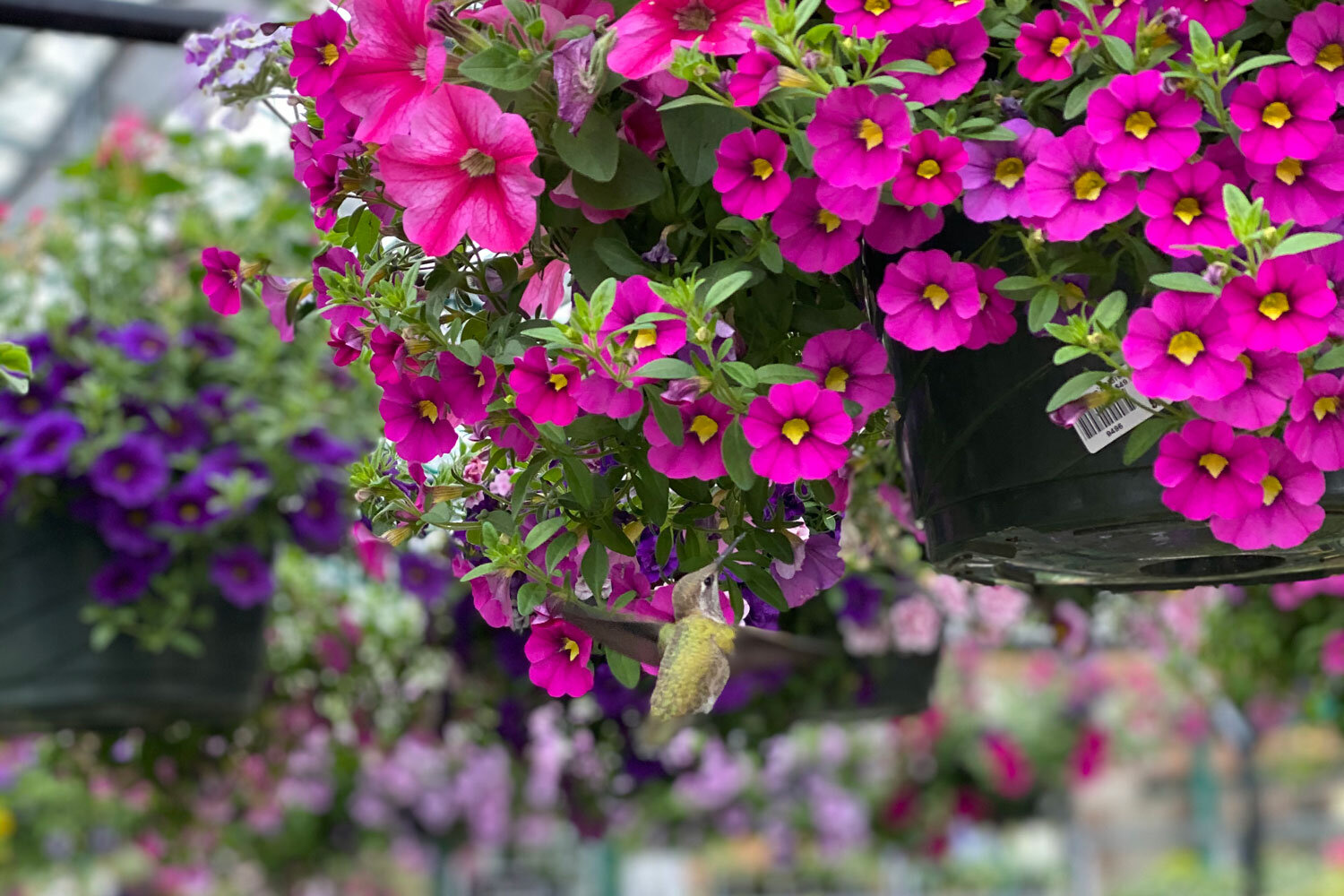 Hummingbird-feeding-on-flowers.jpg