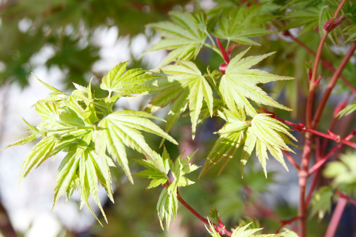 Japanese-Maple-Tree.jpg