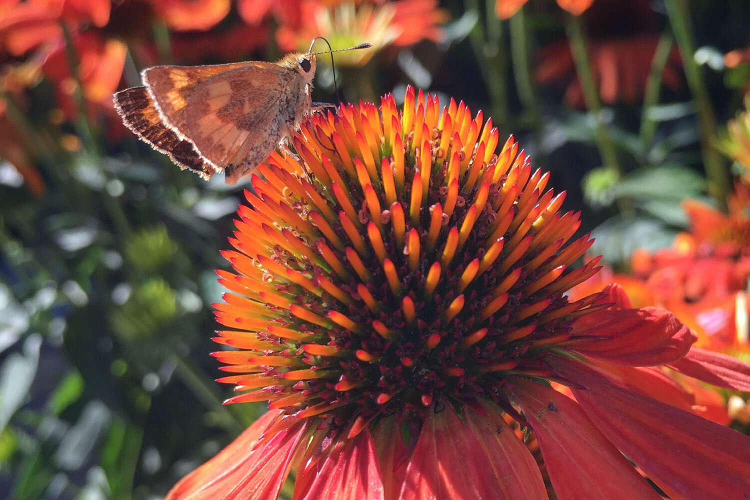 Echinacea-with-Butterfly-at-Swansons-Nursery.jpg