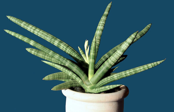 Sansevieria cylindrica ‘Boncel’