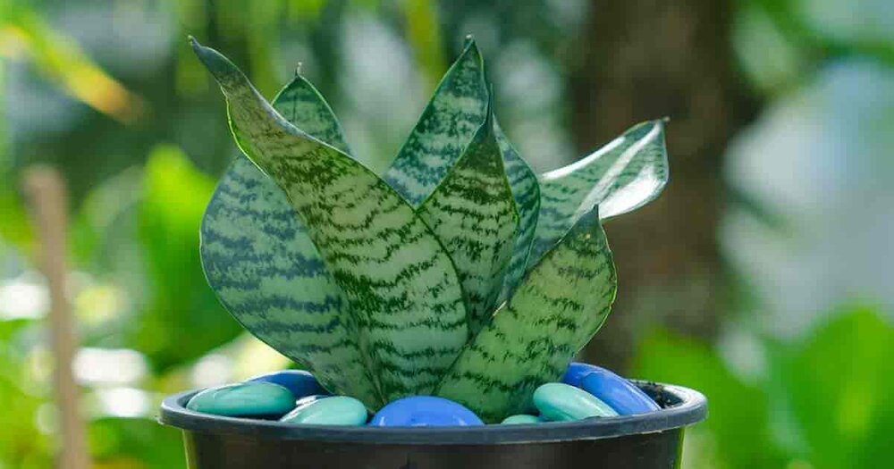 Sansevieria-hahnii-birdsnest.jpg