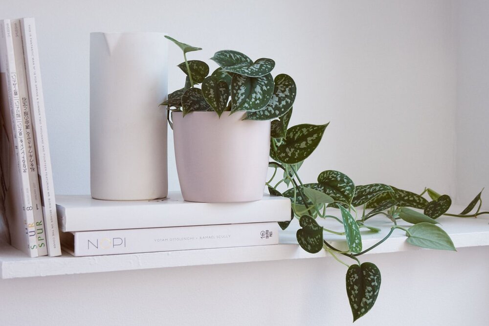 Satin Pothos photo: The Spruce