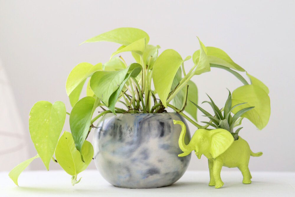 Neon Pothos photo: modern plant life