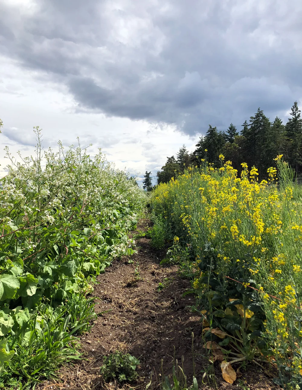 Rows of Brassica flowers