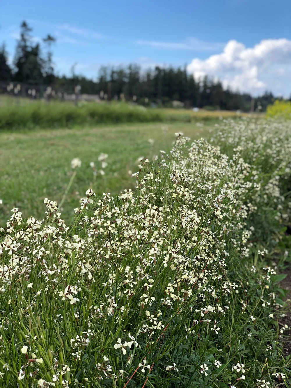 Arugula in bloom