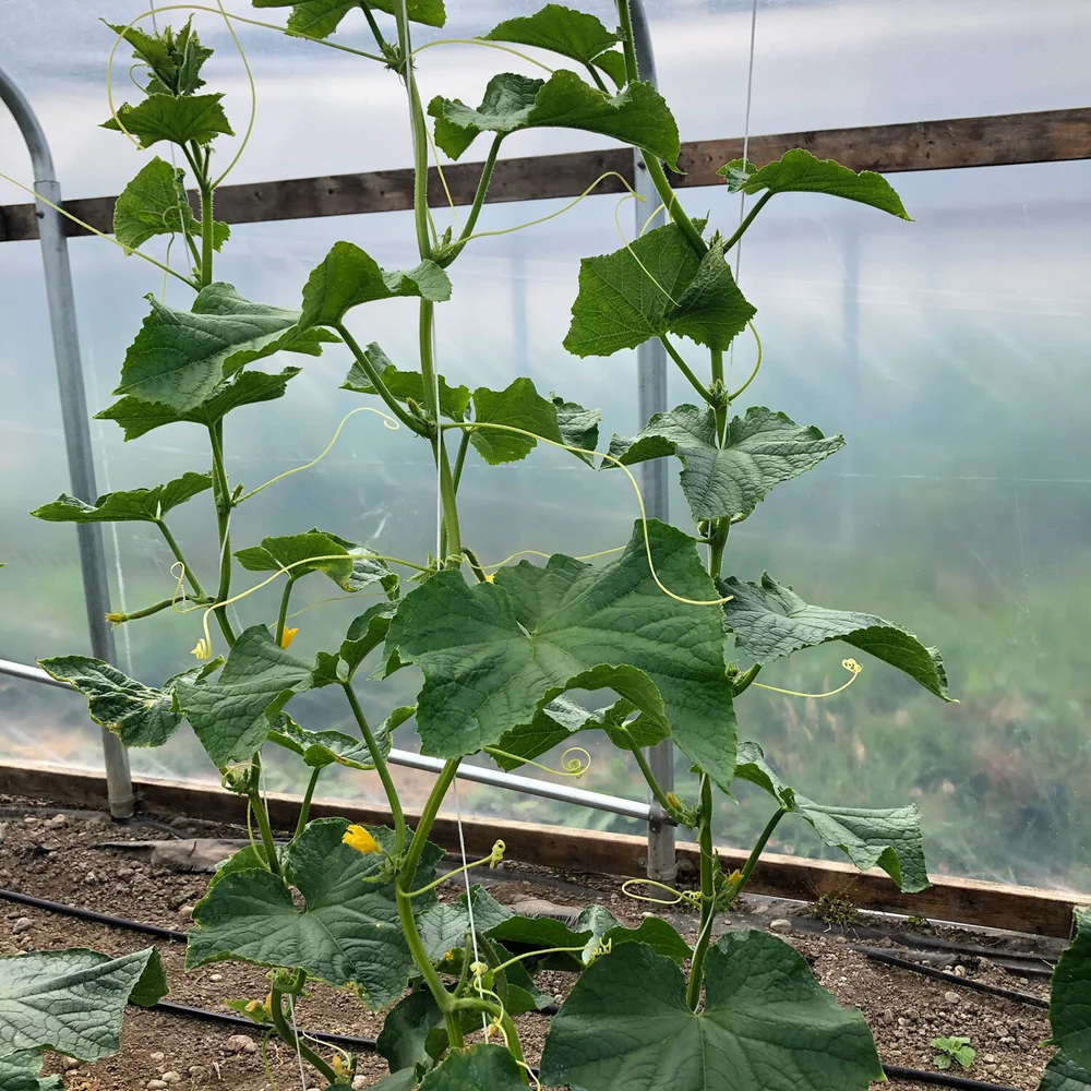 Zucchini squash
