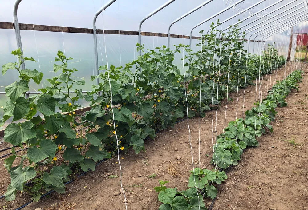 Squash trained up vertical supports