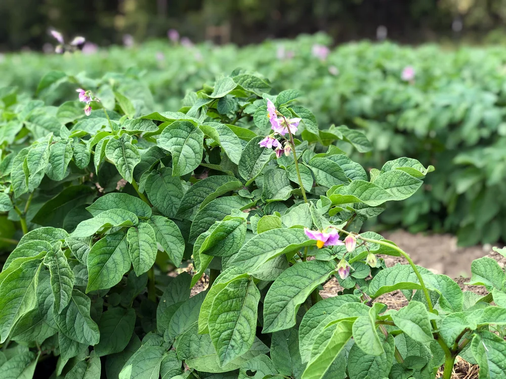 Potato plants beginning to bloom