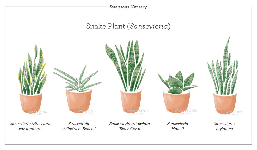 Snake-Plant-Varieties-Illustration.jpg