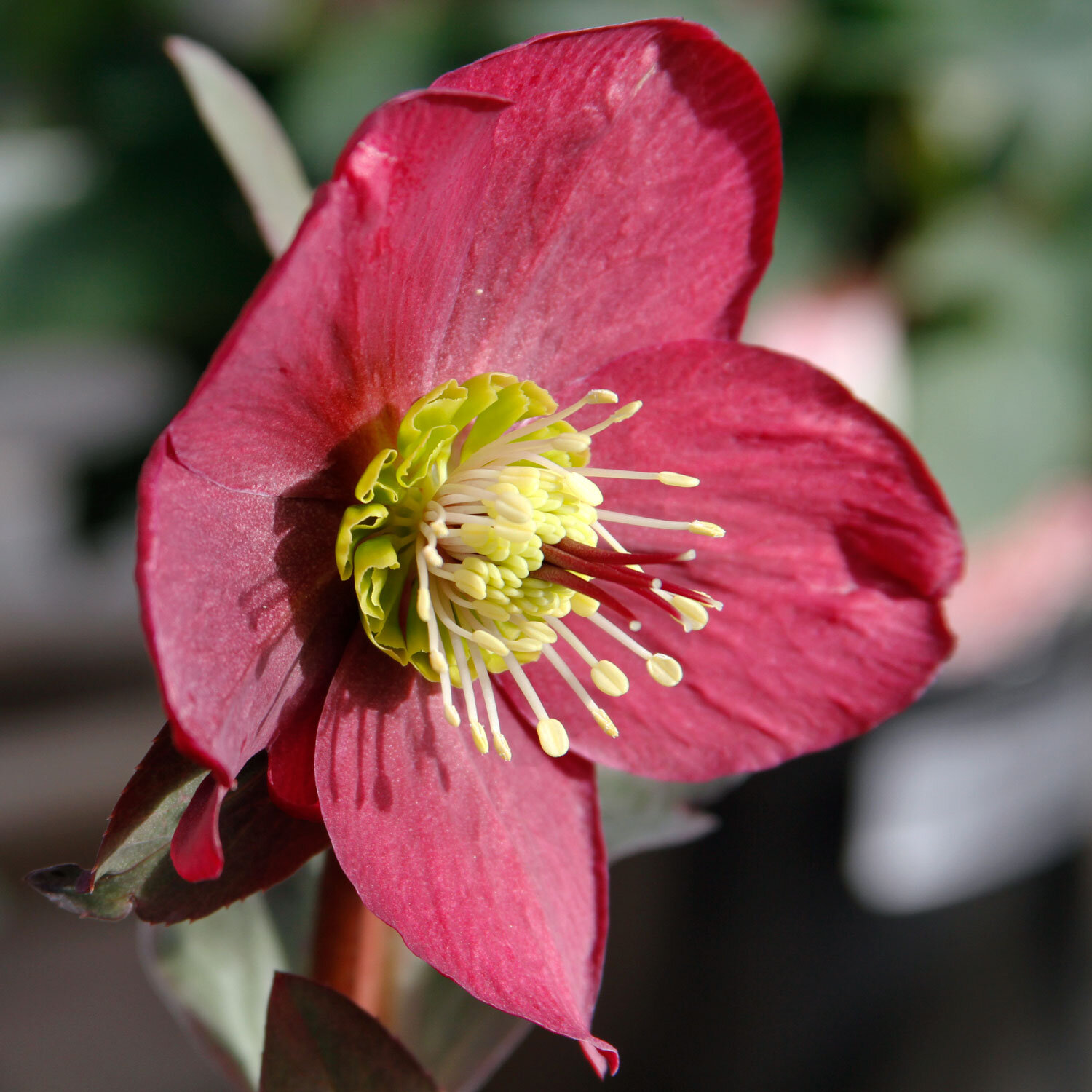 Image of Hellebore winter plant