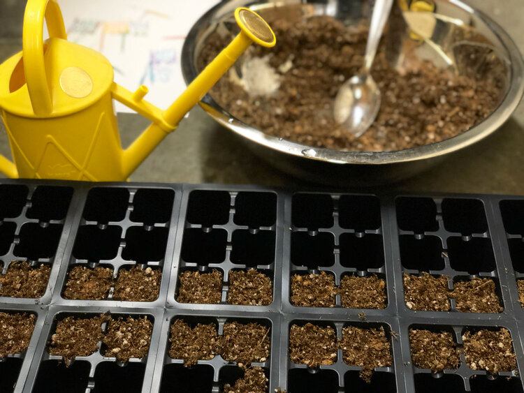 Starting-Seeds-Indoors.jpg