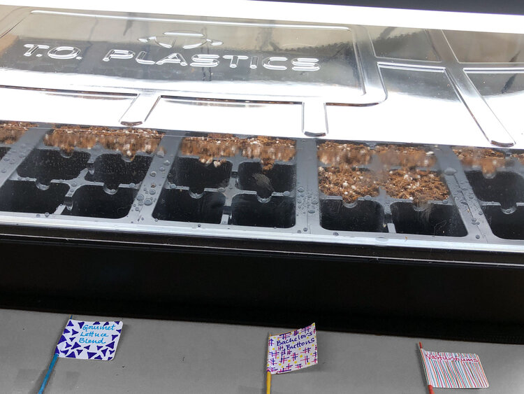 Seed-Tray-with-Cover.jpg