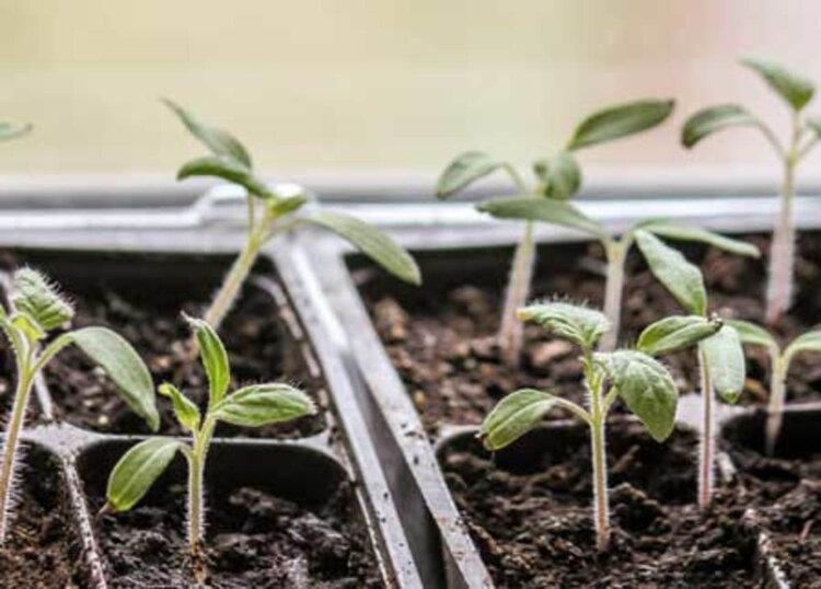 photo: Horticulture Magazine