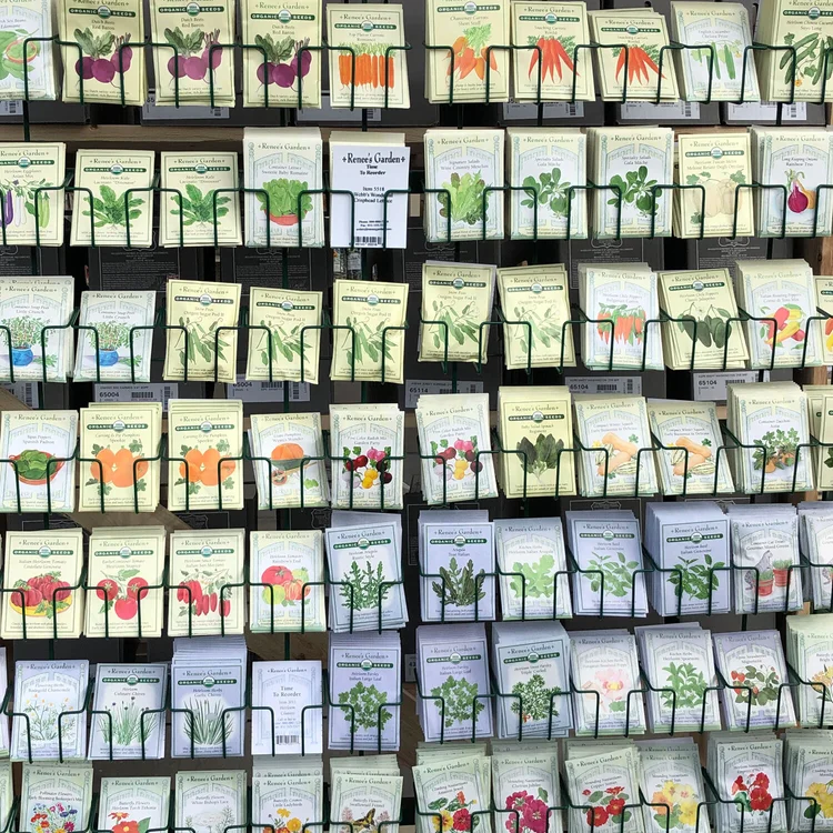 How to Start Seeds Indoors in 4 Easy Steps  Seattle's Favorite Garden  Store Since 1924 - Swansons Nursery