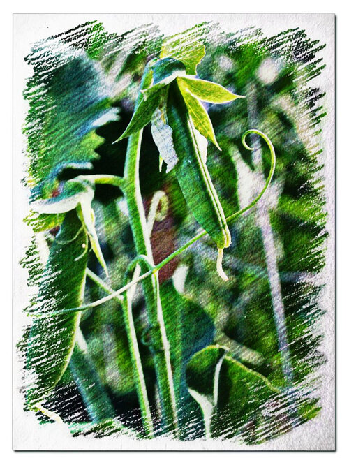 Snap-Peas.jpg