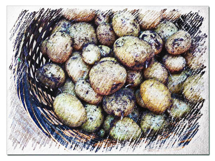 Potatoes.jpg