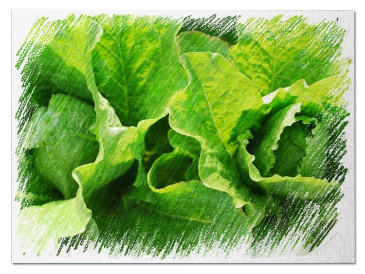 Romaine Lettuce.jpeg