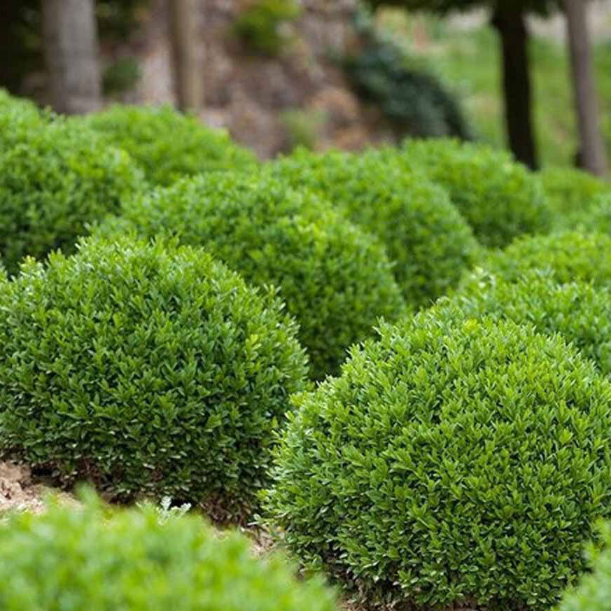 English Boxwood