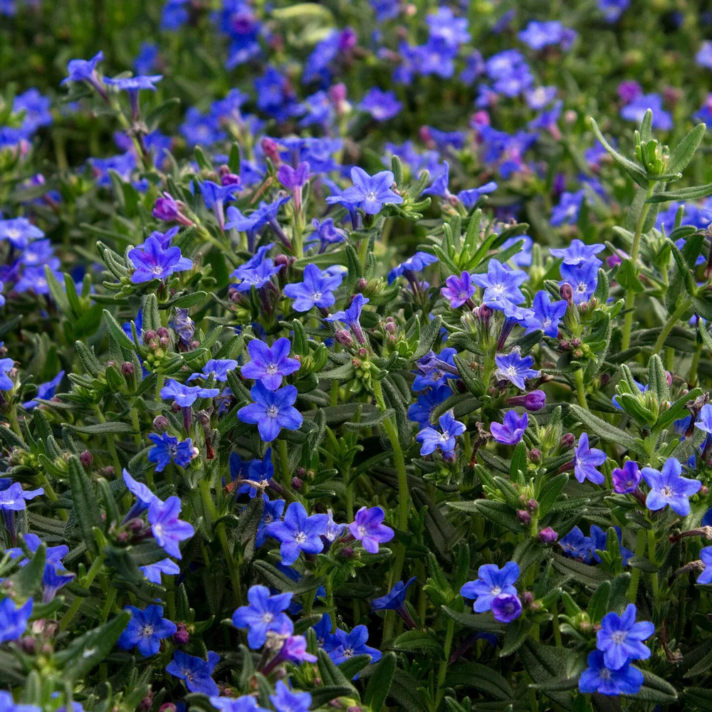 Grace Ward Lithodora
