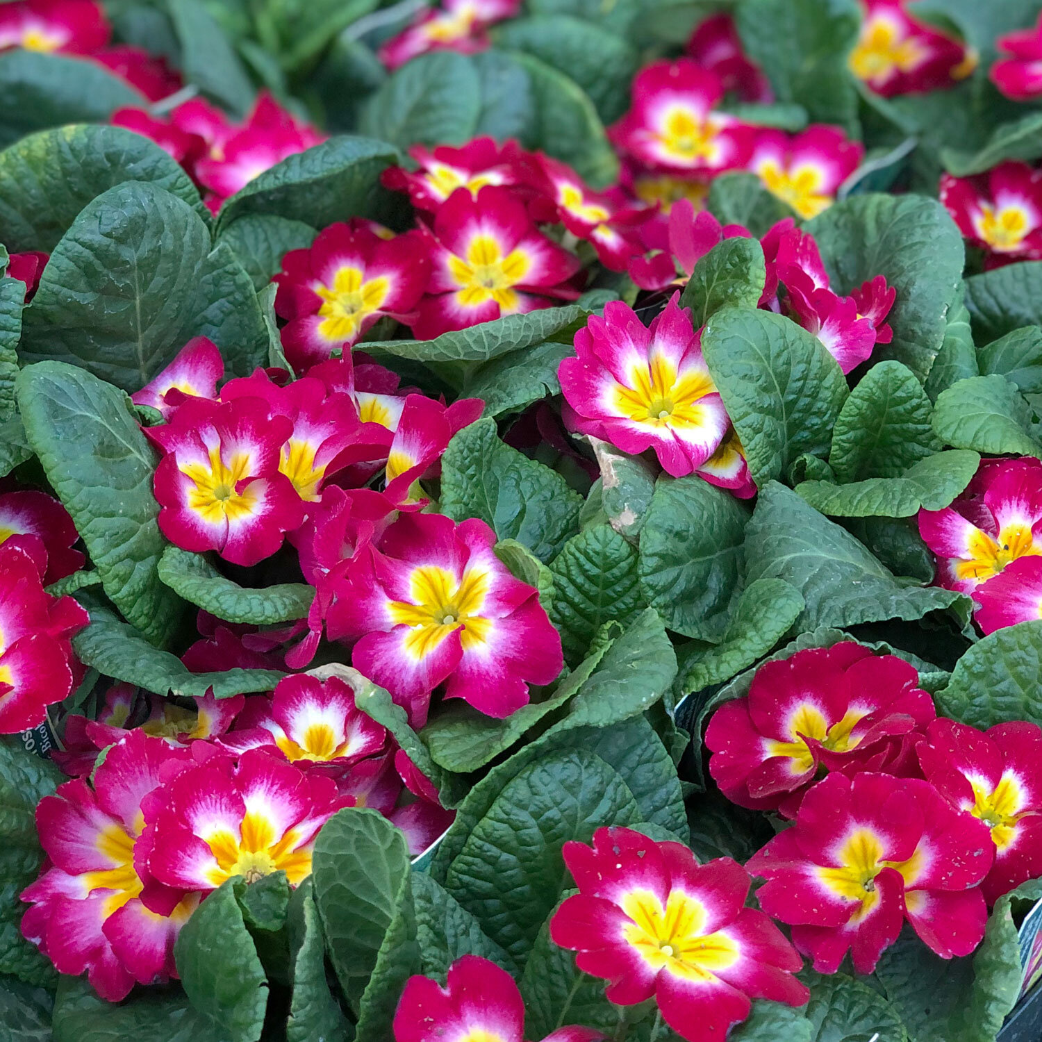 Primroses