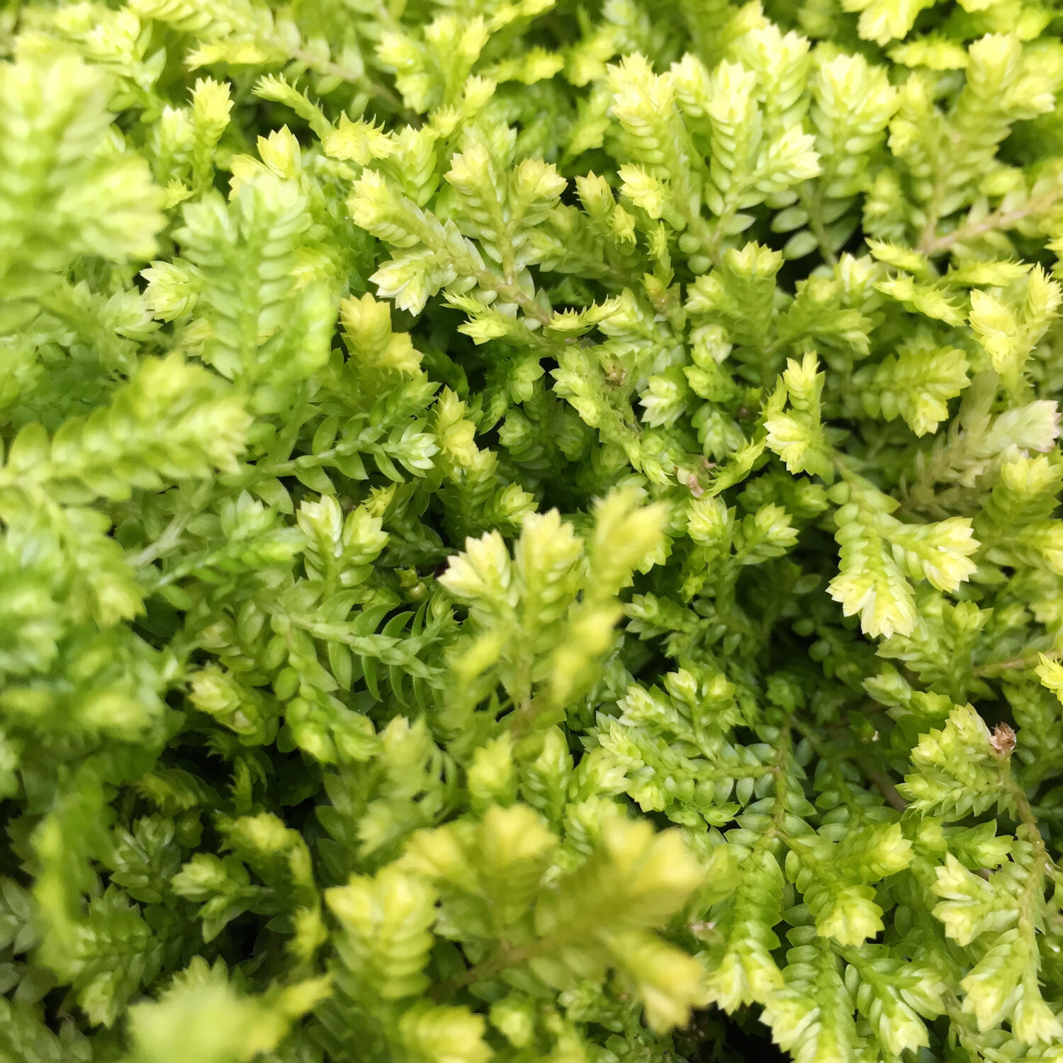 Selaginella