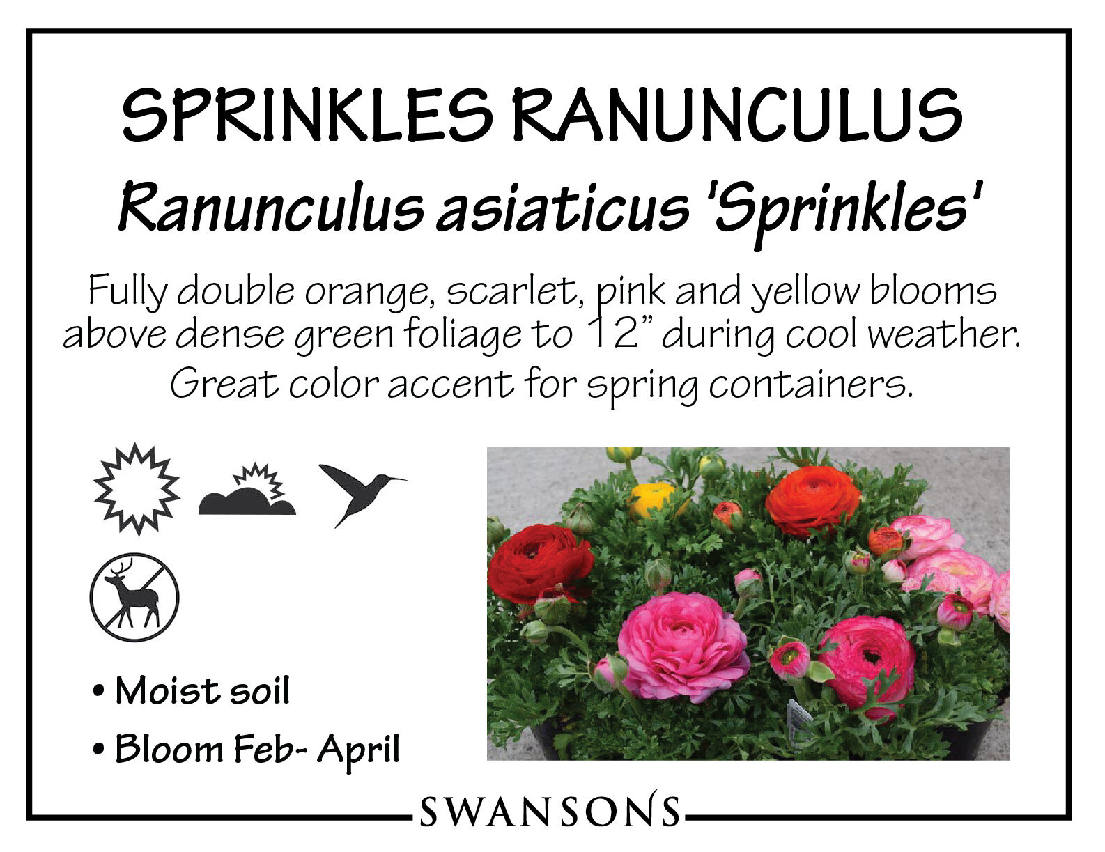 ANN Ranunculus Sprinkles Mix.jpg