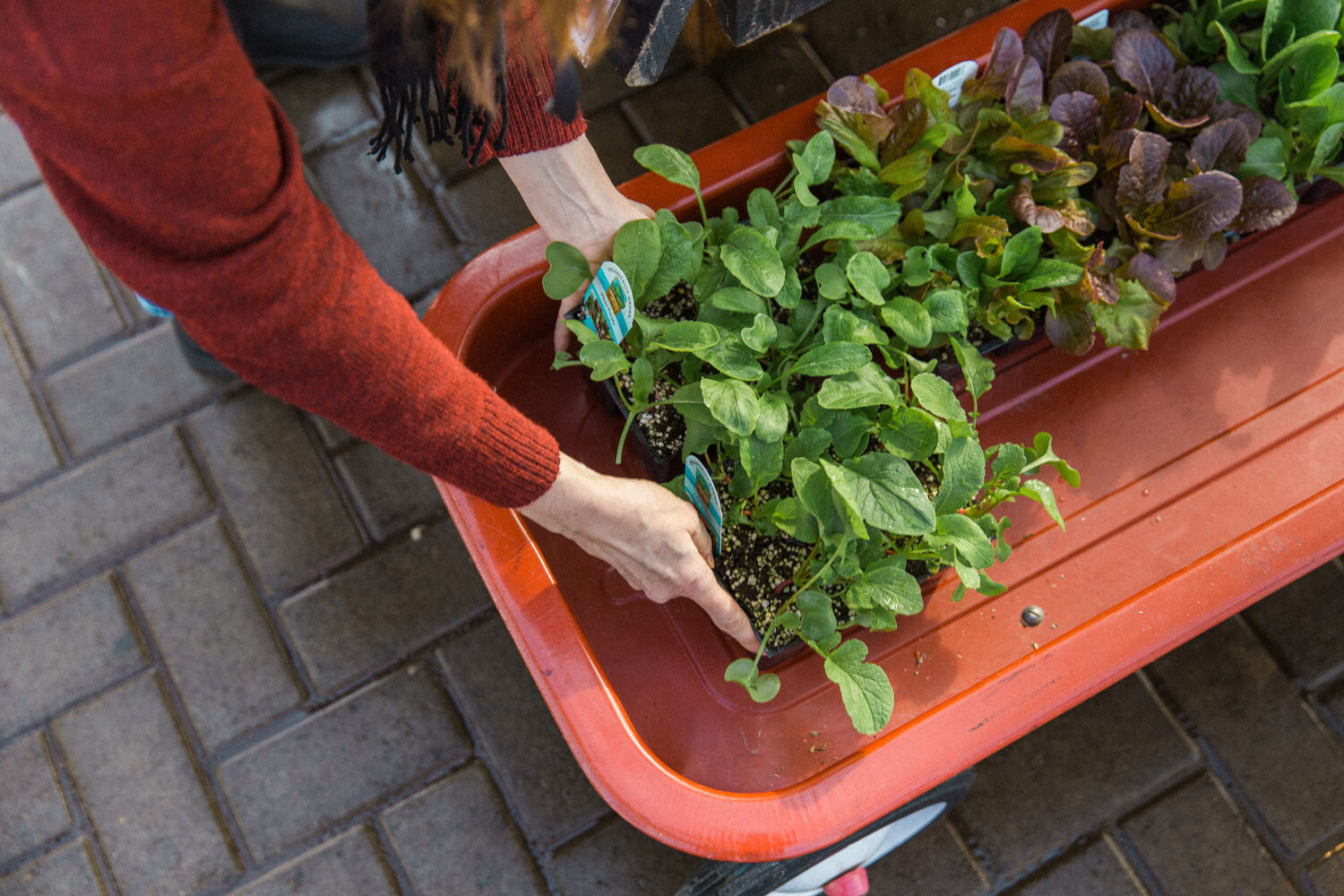 How to Start Organic Container Gardening: A Step-By-Step Growing