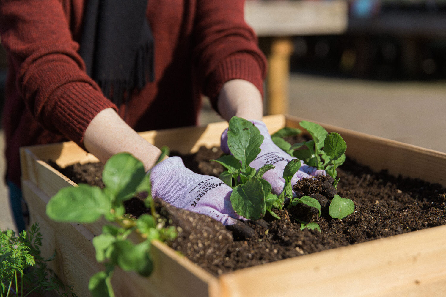 A new fun summer project! Working on growing my own fruits and