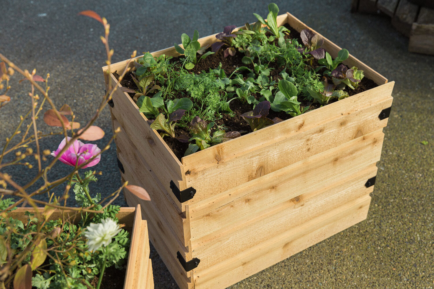 How to Garden in Planter Boxes: A Swansons Nursery and Dunn DIY  Collaboration — Seattle's Favorite Garden Store Since 1924 - Swansons  Nursery