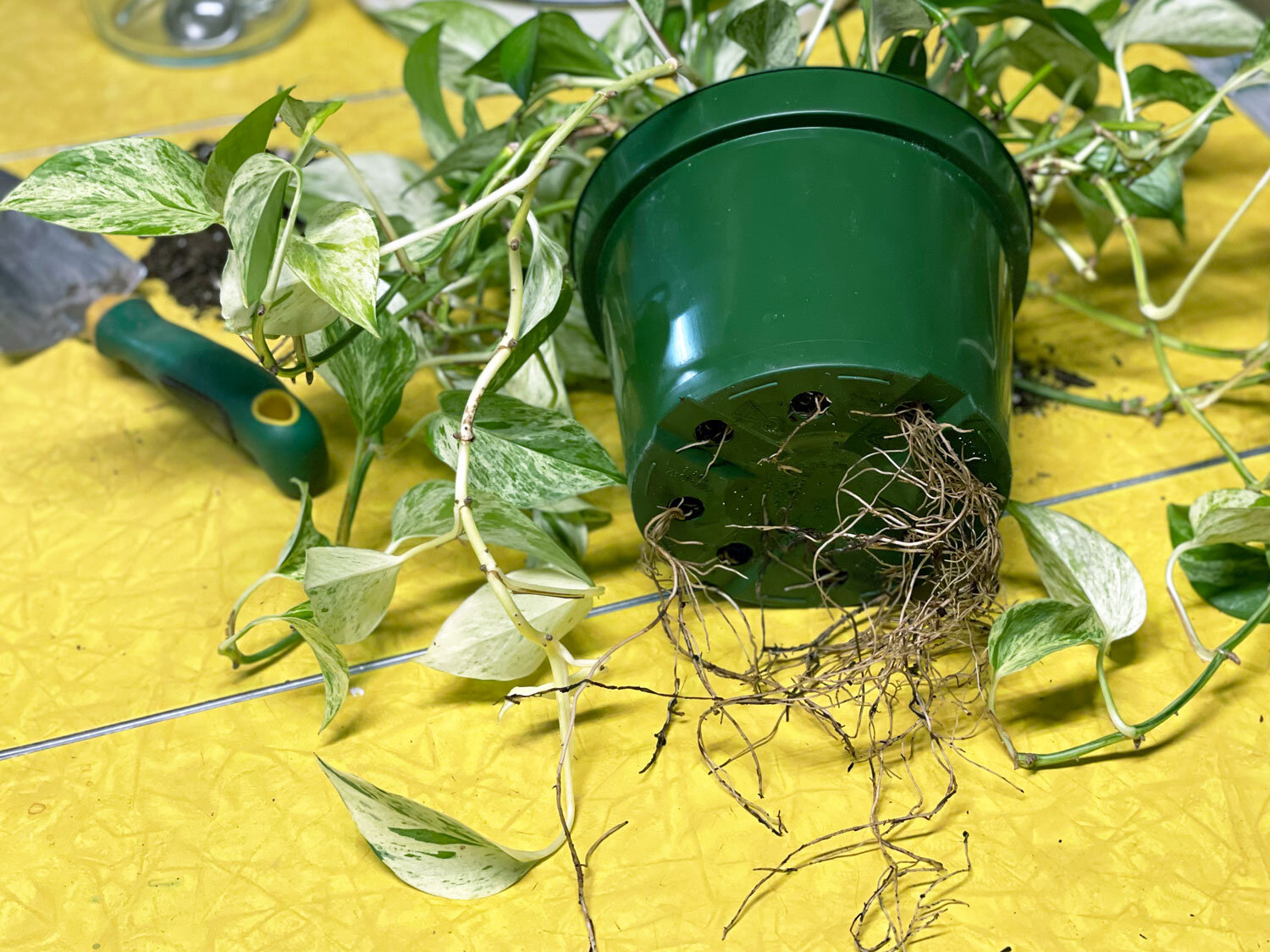 How To Repot A Plant Seattle s Favorite Garden Store Since 1924 how-to-repot-a-plant-seattle-s-favorite-garden-store-since-1924