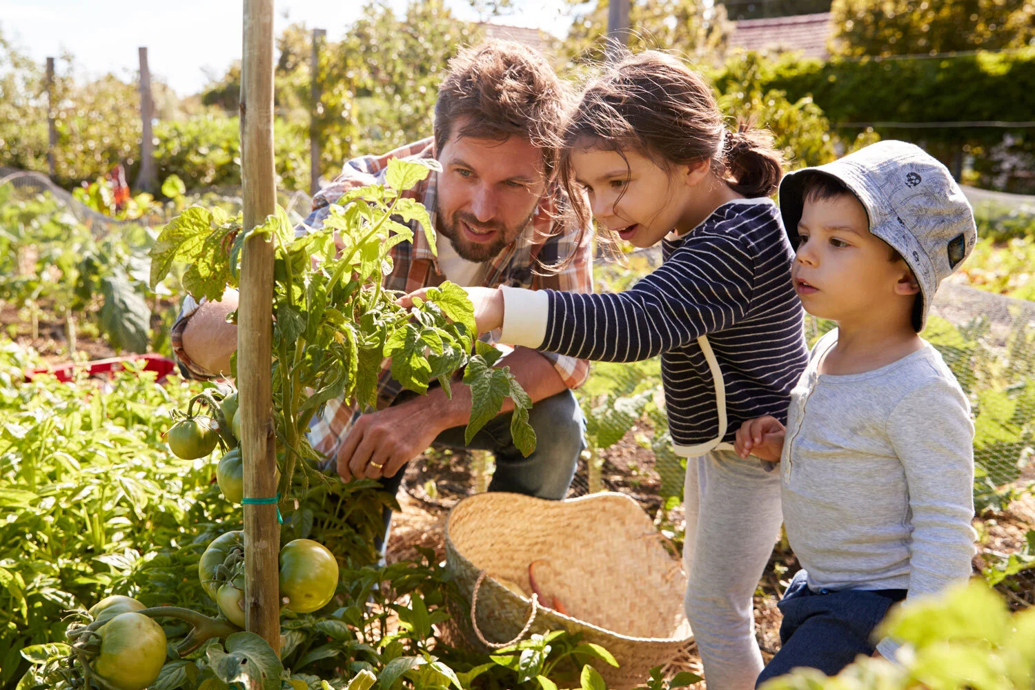 family-growing-tomatoes.jpg