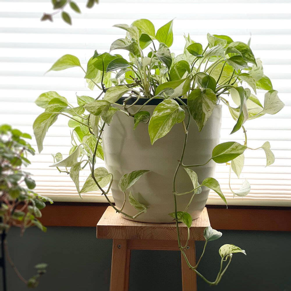 How to Repot a Plant — Seattle's Favorite Garden Store Since 20 ...