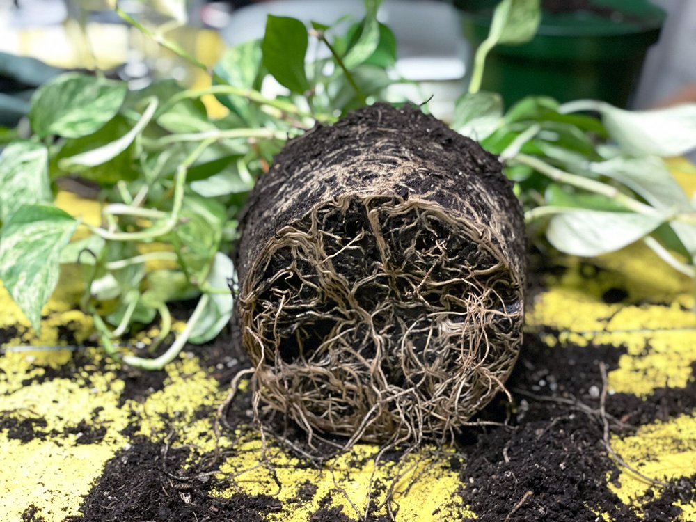 am plant Pilea Pan Am main image 0