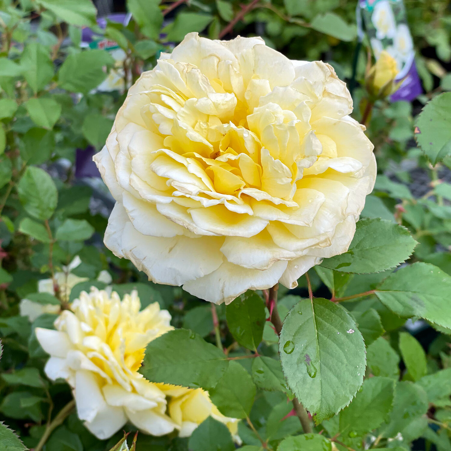 White-Licorice-Rose.jpg