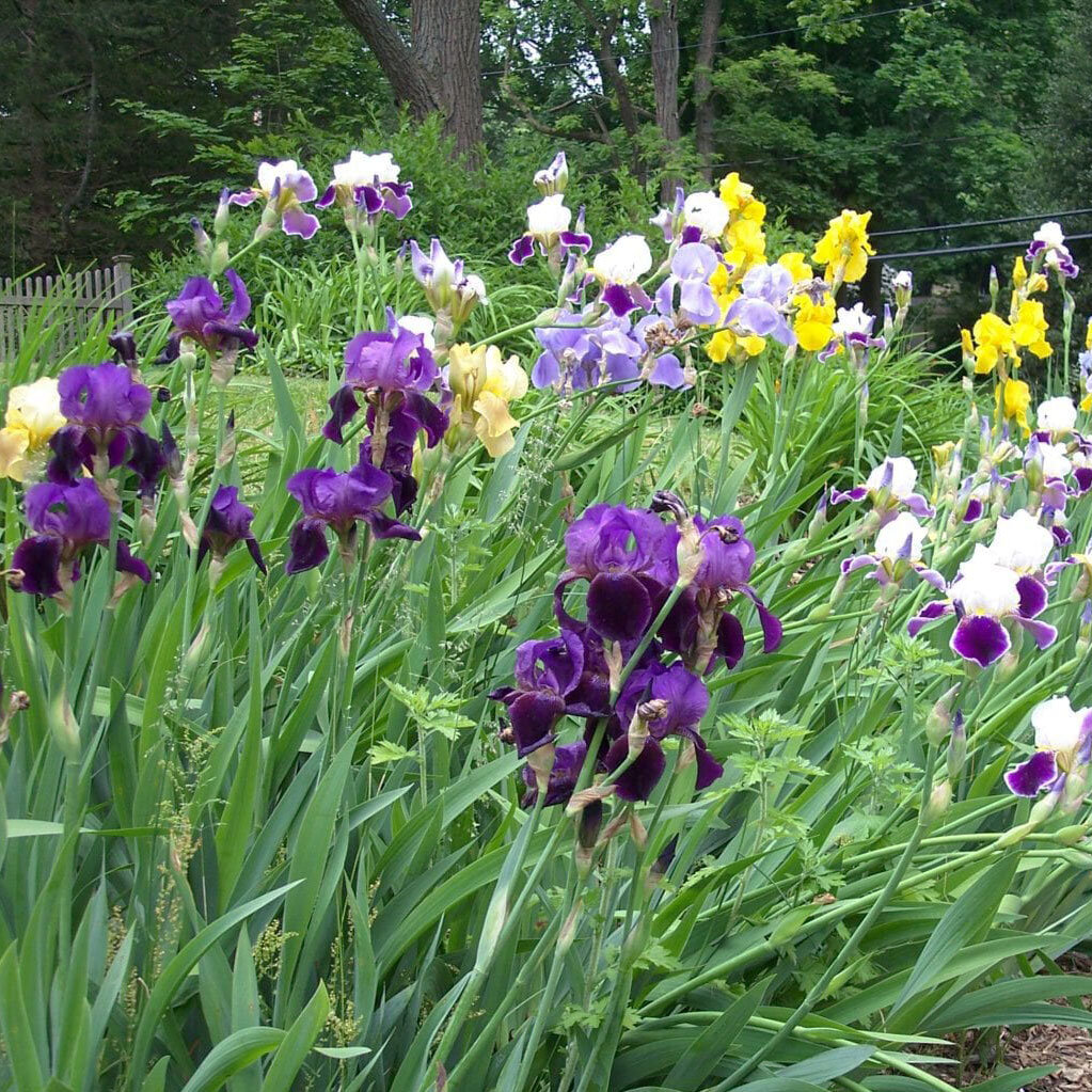 Iris-in-the-garden.jpg