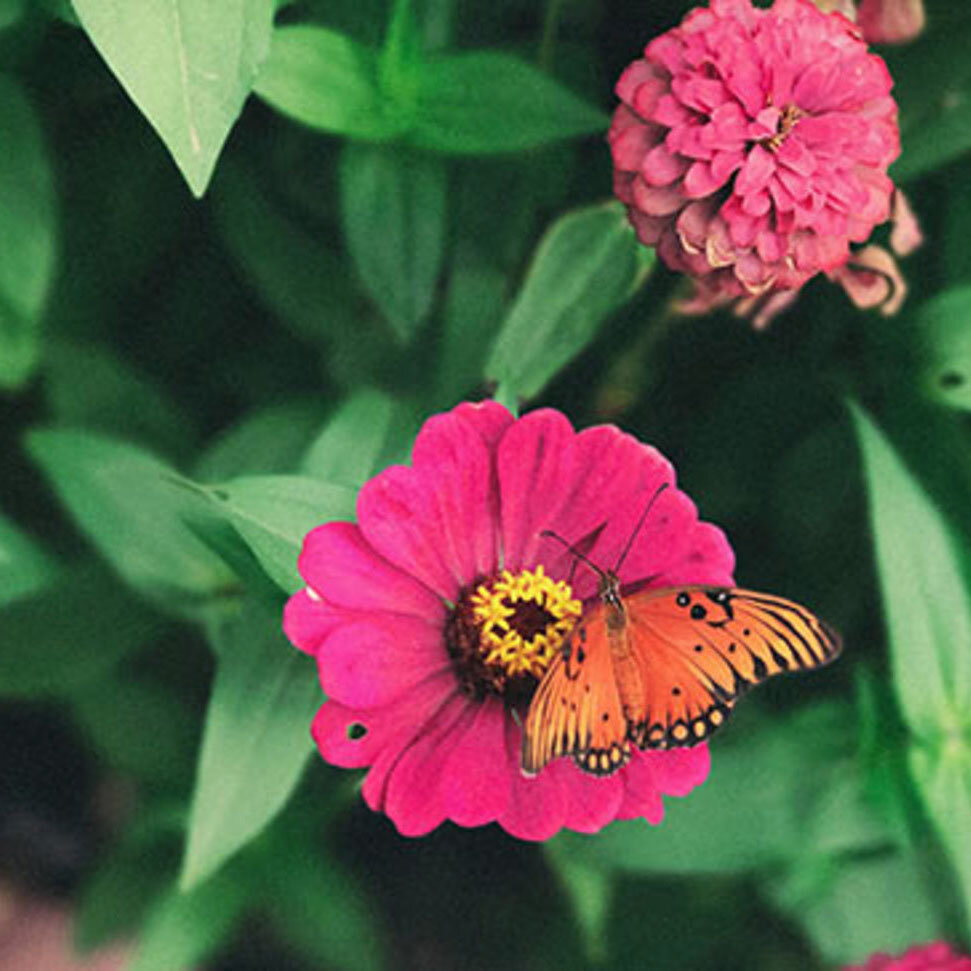 Pink-Zinnia-with-Butterfly.jpg